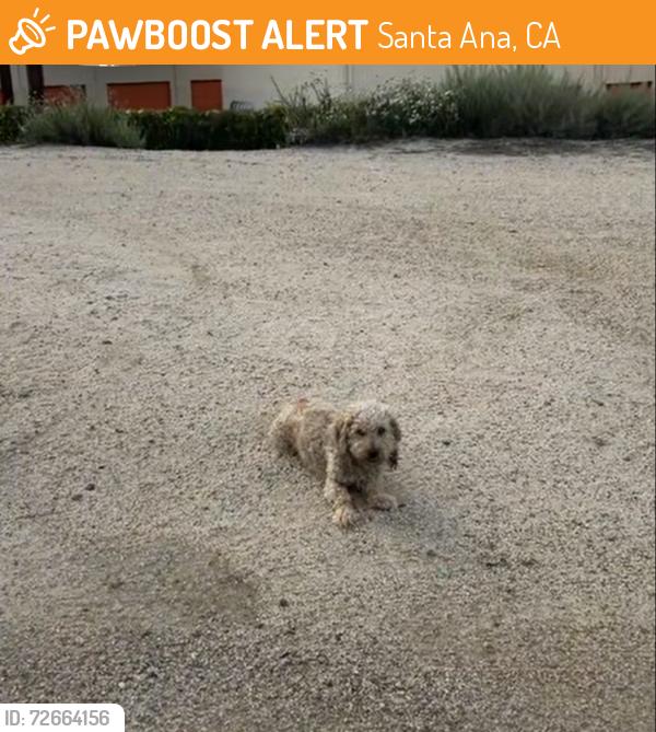 Found/Stray Unknown Dog last seen On the River trail , Santa Ana, CA 92704