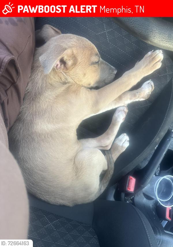Lost Male Dog last seen Pelican dr , Memphis, TN 38109