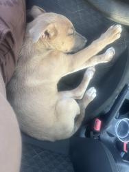 Lost Male Dog last seen Pelican dr , Memphis, TN 38109