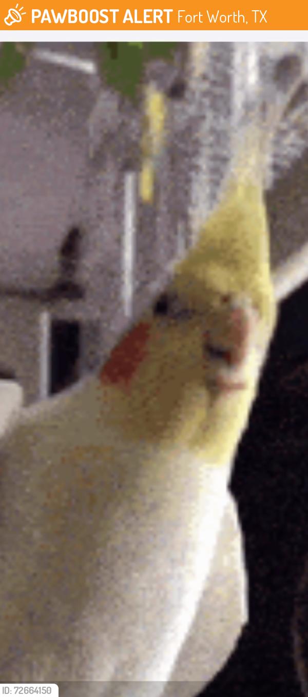 Found/Stray Unknown Bird last seen Brentwood Stair and Sandy , Fort Worth, TX 76112