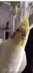 Found/Stray Unknown Bird last seen Brentwood Stair and Sandy , Fort Worth, TX 76112