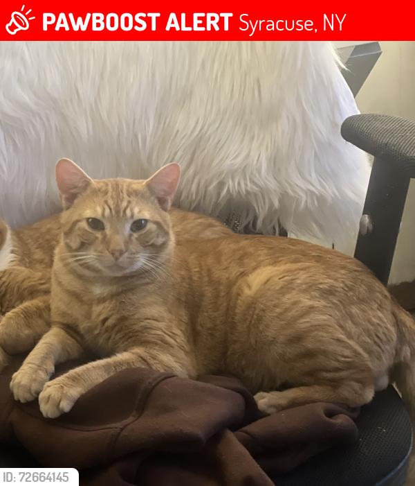 Lost Male Cat last seen Le moyne College, Syracuse, NY 13224