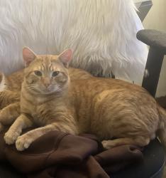 Lost Male Cat last seen Le moyne College, Syracuse, NY 13224