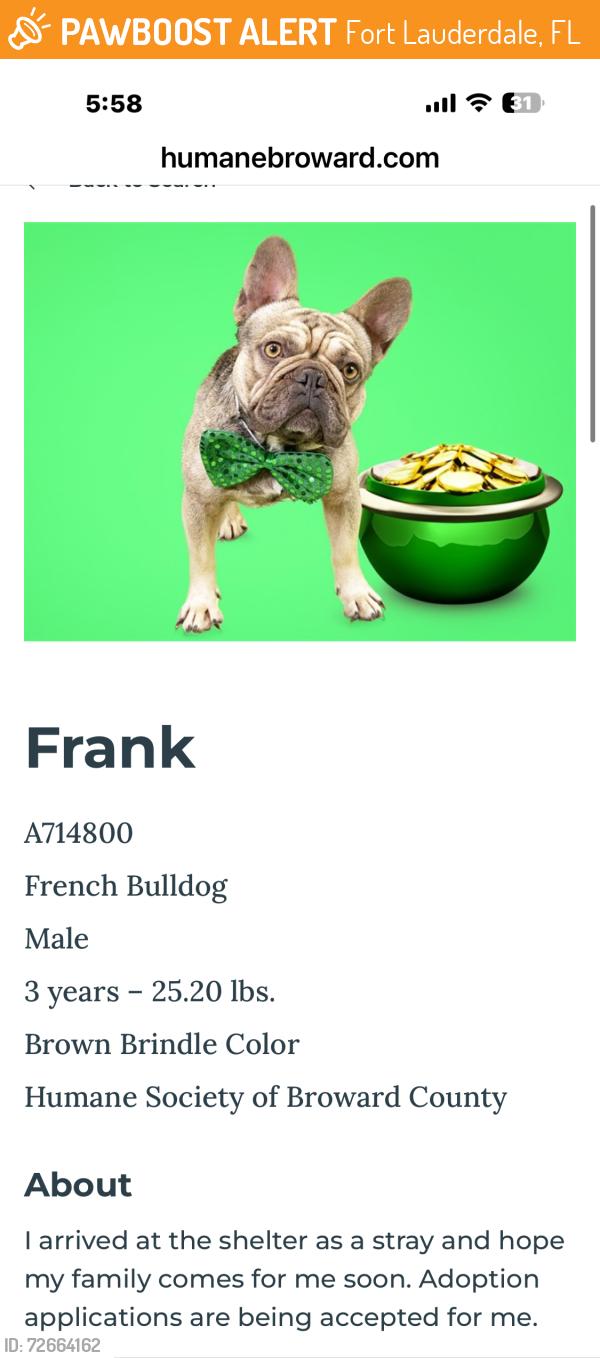 Found/Stray Male Dog last seen Humane Society 2070 Griffin Rd, Ft Laud FL, Fort Lauderdale, FL 33312