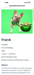 Found/Stray Male Dog last seen Humane Society 2070 Griffin Rd, Ft Laud FL, Fort Lauderdale, FL 33312