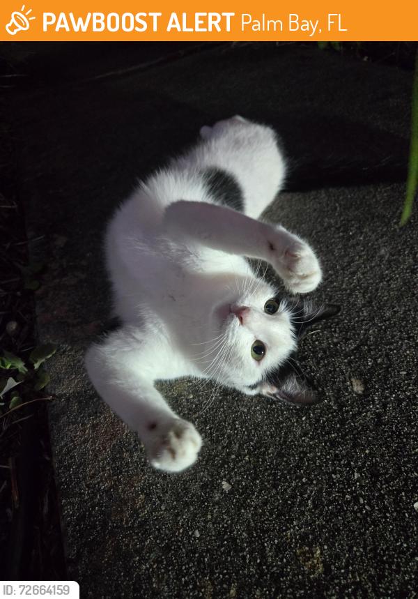 Found/Stray Unknown Cat last seen Hallmark st SE Palm bay FL, Palm Bay, FL 32909