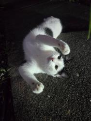 Found/Stray Unknown Cat last seen Hallmark st SE Palm bay FL, Palm Bay, FL 32909