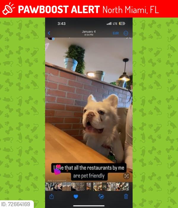 Lost Male Dog last seen North Miami , North Miami, FL 33161