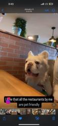 Lost Male Dog last seen North Miami , North Miami, FL 33161