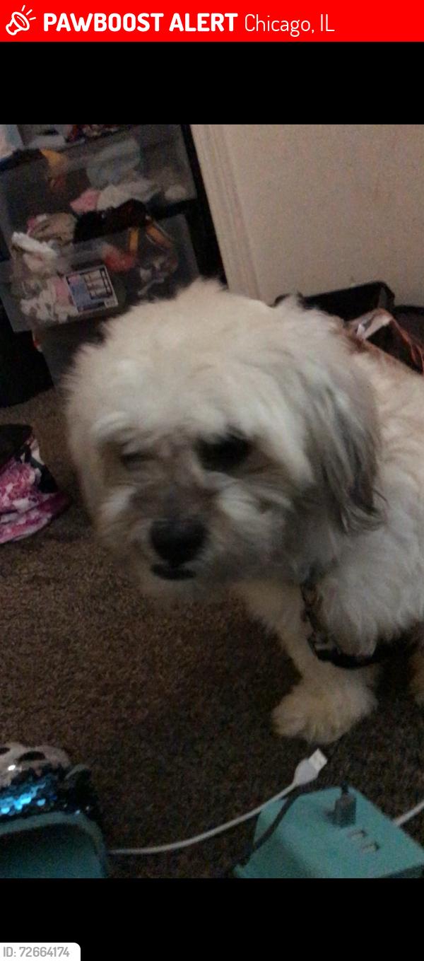Lost Male Dog last seen Cicero, Chicago, IL 60644
