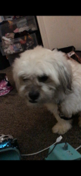 Lost Male Dog last seen Cicero, Chicago, IL 60644