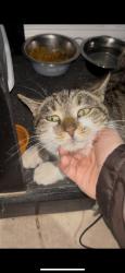 Found/Stray Female Cat last seen Matson ave, Providence, RI 02903