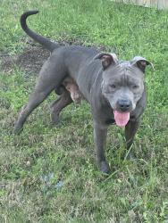 Found/Stray Male Dog last seen Neighborhood Parker station , Austin, TX 78724