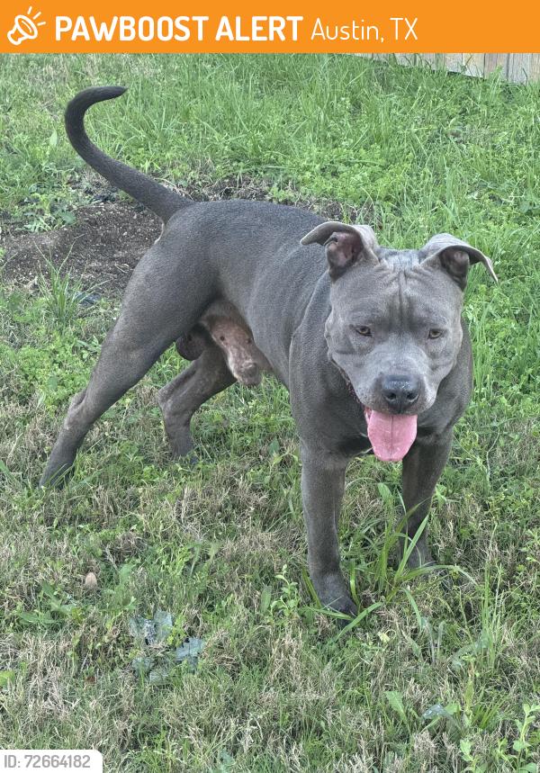 Found/Stray Male Dog last seen Neighborhood Parker station , Austin, TX 78724