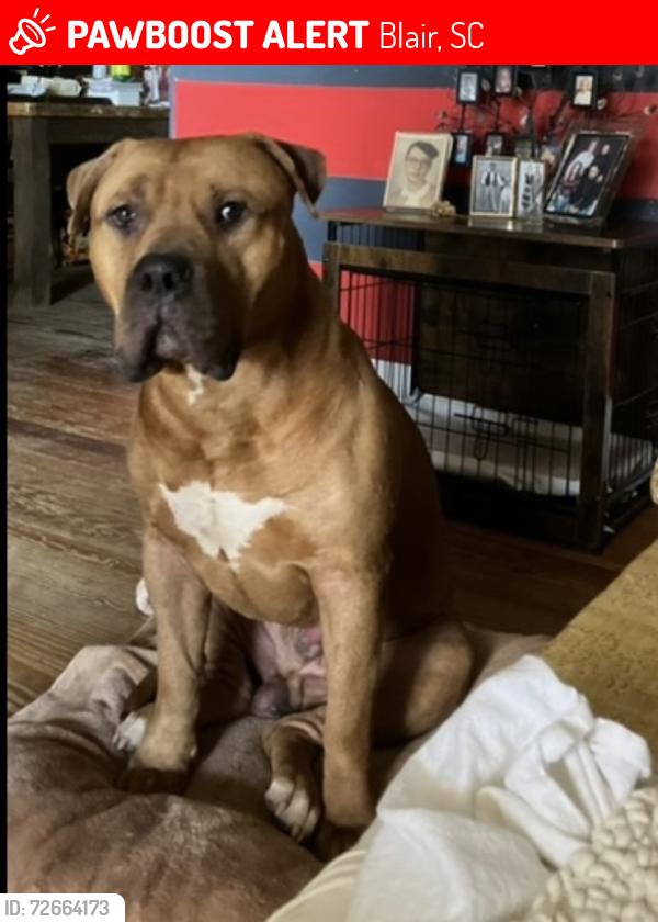 Lost Male Dog last seen Road 99/MOMMA CASSIE’S KITCHEN, Blair, SC 29015