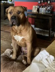 Lost Male Dog last seen Road 99/MOMMA CASSIE’S KITCHEN, Blair, SC 29015