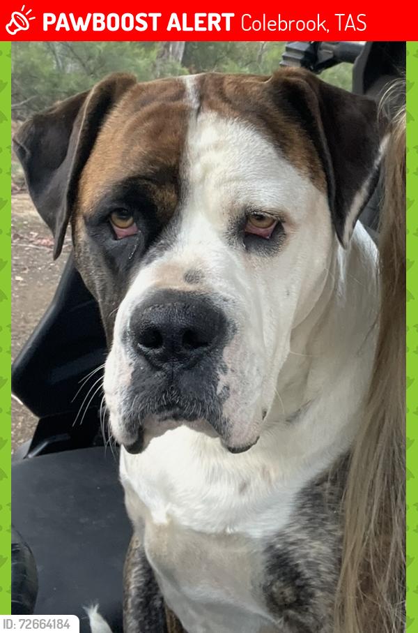 Lost Female Dog last seen Rabbithill rd, Colebrook, TAS 7027