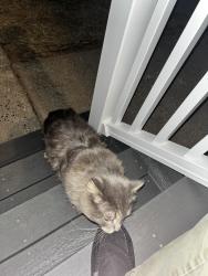 Found/Stray Unknown Cat last seen On Ward St between S Orchard and S Colony, Wallingford, CT 06492