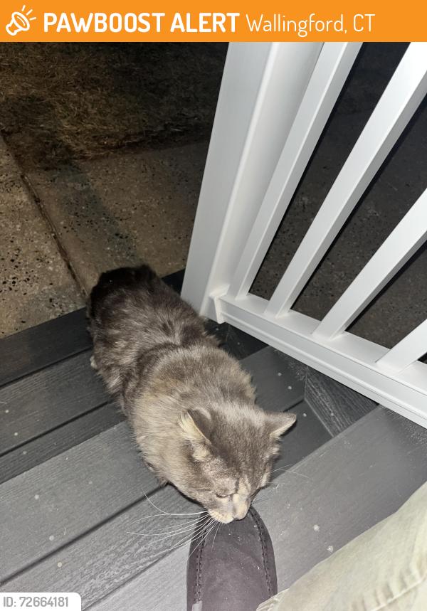 Found/Stray Unknown Cat last seen On Ward St between S Orchard and S Colony, Wallingford, CT 06492