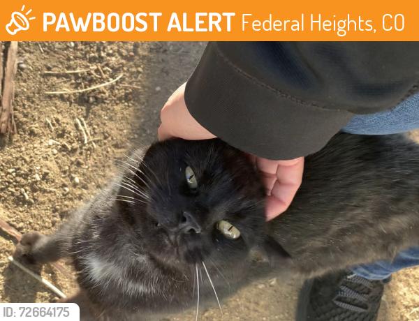 Found/Stray Unknown Cat last seen 96th and federal , Federal Heights, CO 80260