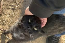 Found/Stray Unknown Cat last seen 96th and federal , Federal Heights, CO 80260