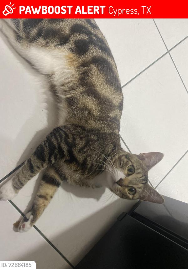 Lost Male Cat last seen Near acre park, Cypress, TX 77433