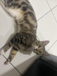 Lost Male Cat last seen Near acre park, Cypress, TX 77433