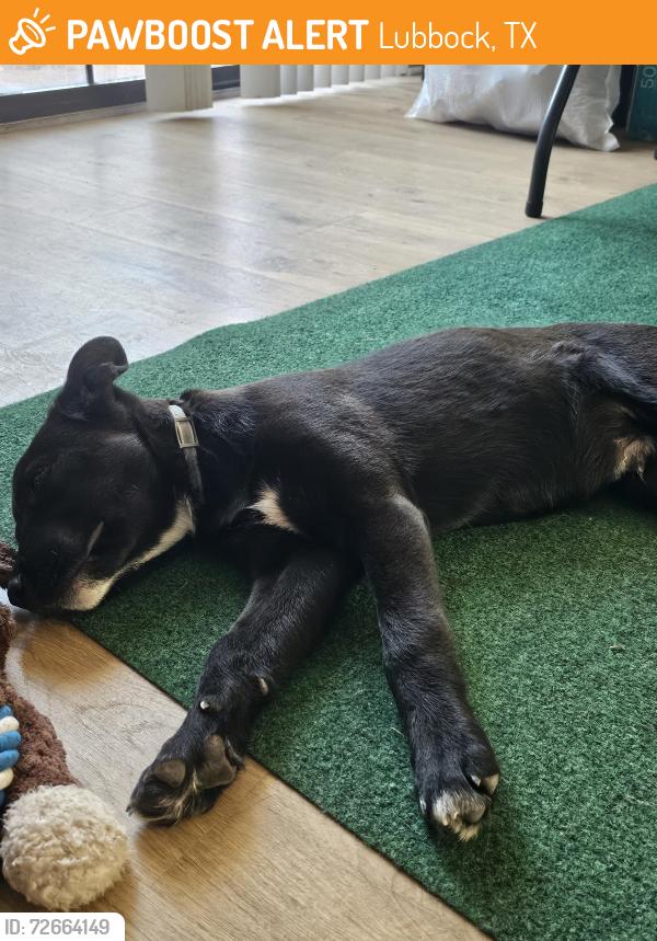 Found/Stray Male Dog last seen 37th St and Ironton Ave, Lubbock, TX 79407