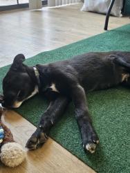 Found/Stray Male Dog last seen 37th St and Ironton Ave, Lubbock, TX 79407