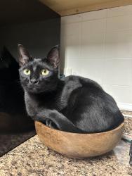 Lost Male Cat last seen Near Buckeye Dr, Sheffield Lake, OH 44054