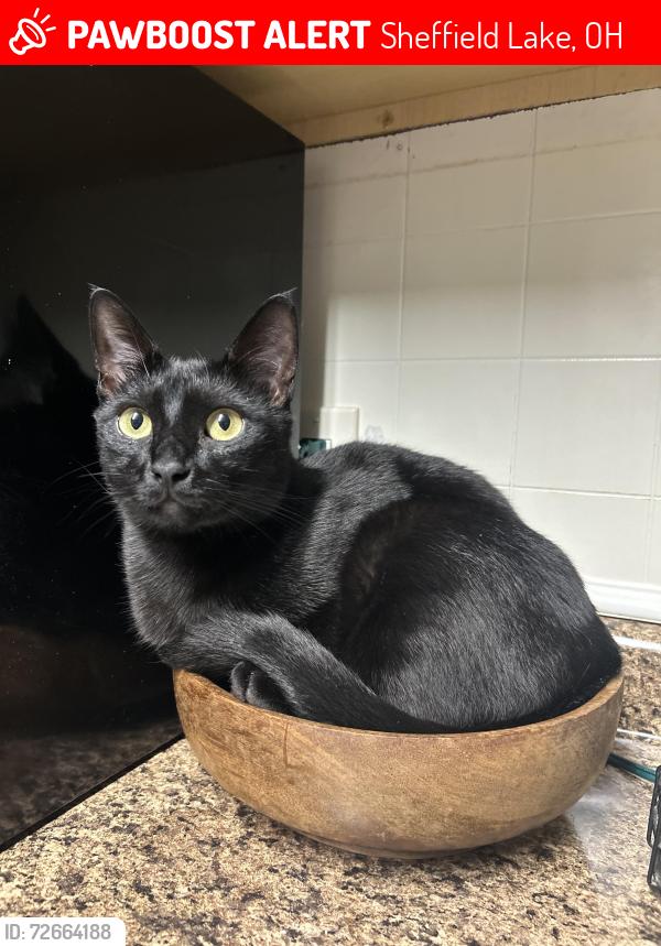 Lost Male Cat last seen Near Buckeye Dr, Sheffield Lake, OH 44054