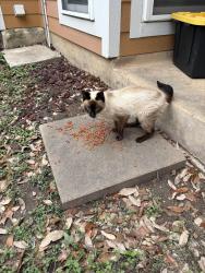 Found/Stray Unknown Cat last seen Corner of Hollow Bend & Grand Bend, San Antonio, TX 78250