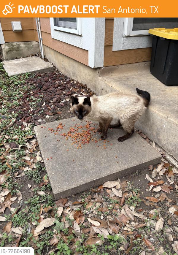 Found/Stray Unknown Cat last seen Corner of Hollow Bend & Grand Bend, San Antonio, TX 78250