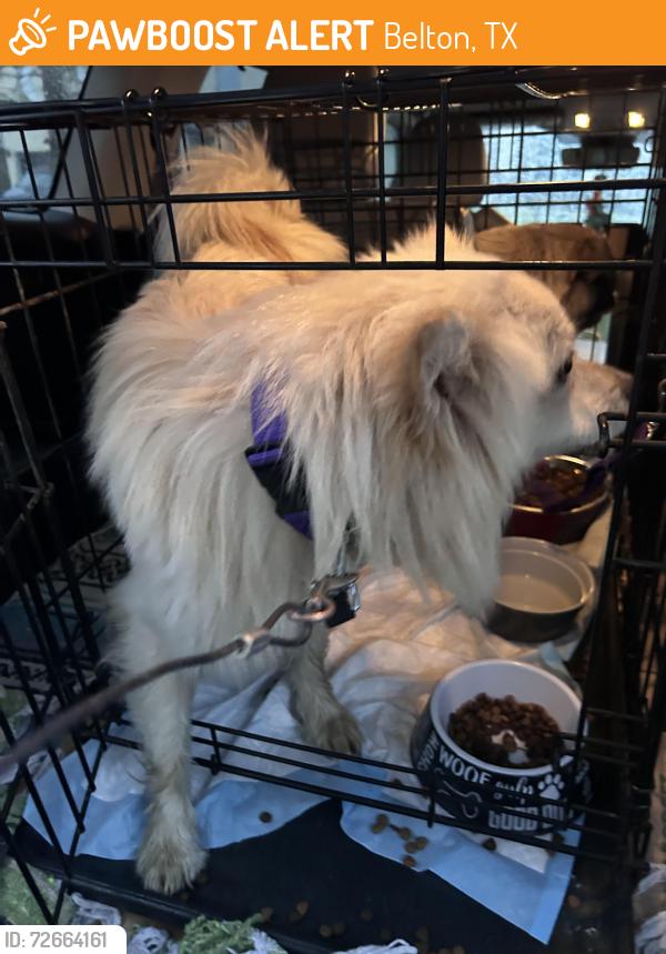 Found/Stray Male Dog last seen North of Amity ests , Belton, TX 76513