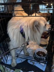 Found/Stray Male Dog last seen North of Amity ests , Belton, TX 76513