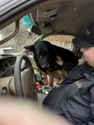 Found/Stray Unknown Dog last seen Cherry Grove by the Church on High Street, Cherry Grove, OR 97119