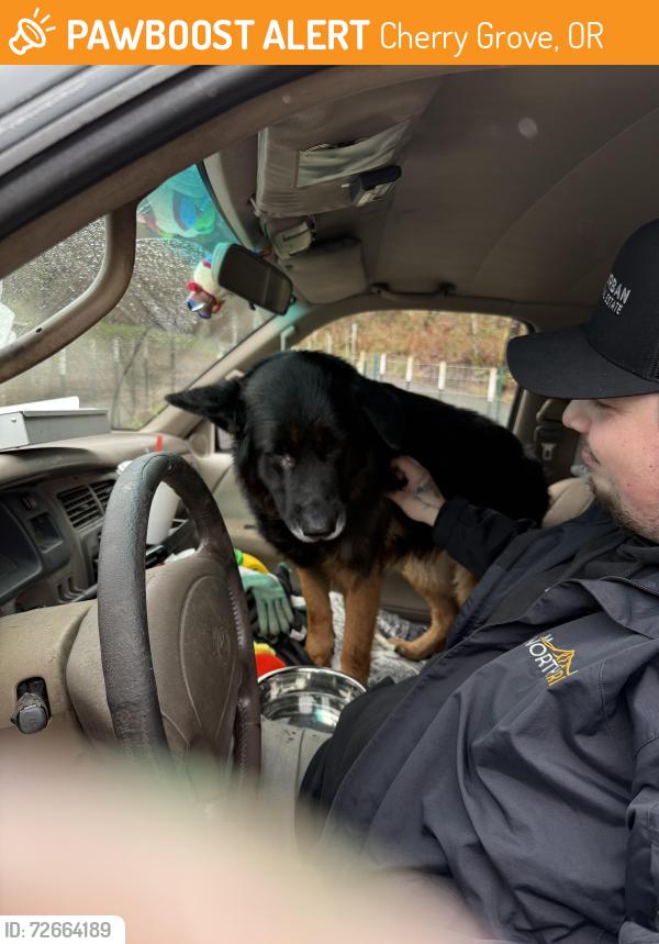 Found/Stray Unknown Dog last seen Cherry Grove by the Church on High Street, Cherry Grove, OR 97119