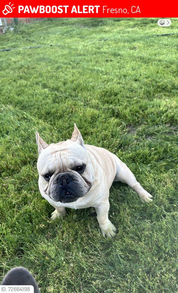 Lost Male Dog last seen Sierra vista and Harvard, Fresno, CA 93703
