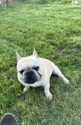 Lost Male Dog last seen Sierra vista and Harvard, Fresno, CA 93703