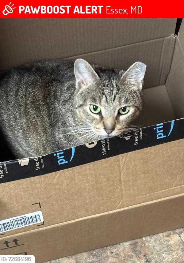 Lost Female Cat last seen Jeff’s automotive , Essex, MD 21221