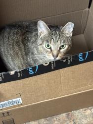 Lost Female Cat last seen Jeff’s automotive , Essex, MD 21221