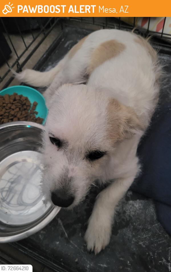 Found/Stray Male Dog last seen Country club and Broadway , Mesa, AZ 85210
