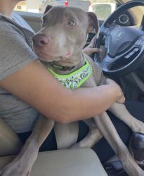 Found/Stray Male Dog last seen Judson and i35, San Antonio, TX 78233