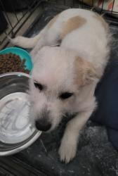 Found/Stray Male Dog last seen Country club and Broadway , Mesa, AZ 85210