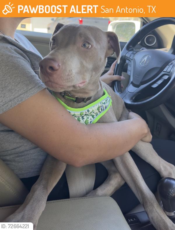 Found/Stray Male Dog last seen Judson and i35, San Antonio, TX 78233