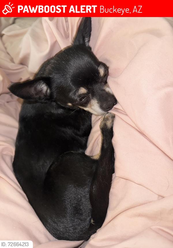 Lost Female Dog last seen Rooks rd, Hazen rd, Buckeye, AZ 85326