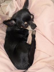 Lost Female Dog last seen Rooks rd, Hazen rd, Buckeye, AZ 85326
