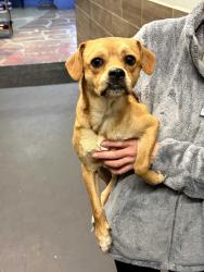 Found/Stray Male Dog last seen Levittown , Levittown, PA 19054