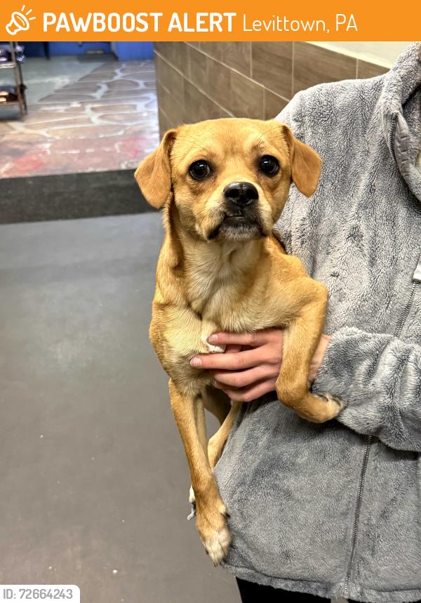 Found/Stray Male Dog last seen Levittown , Levittown, PA 19054