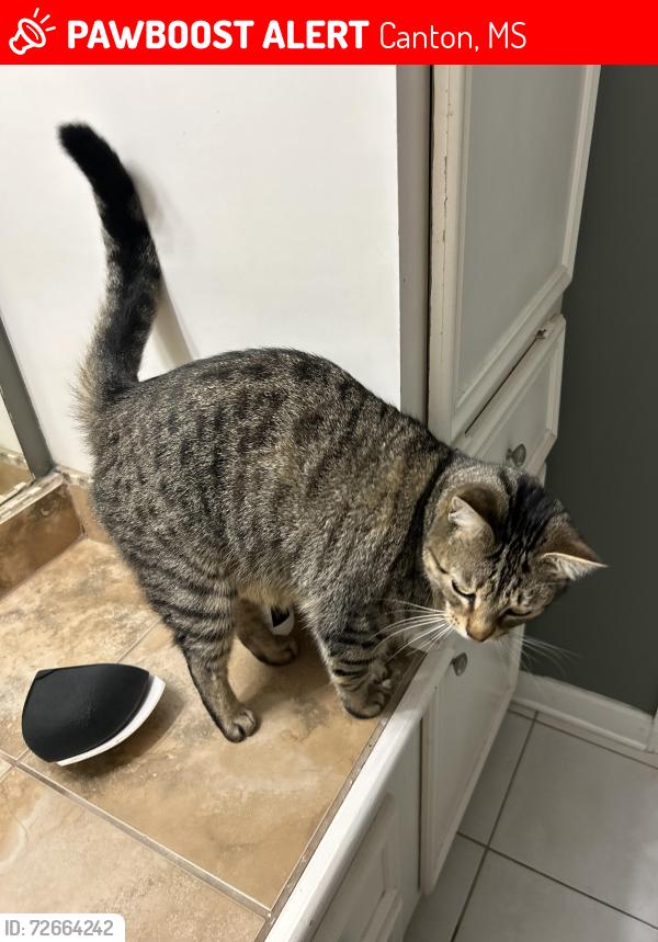 Lost Male Cat last seen Near Tucker dr canton ms , Canton, MS 39046